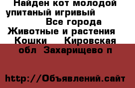 Найден кот,молодой упитаный игривый 12.03.2017 - Все города Животные и растения » Кошки   . Кировская обл.,Захарищево п.